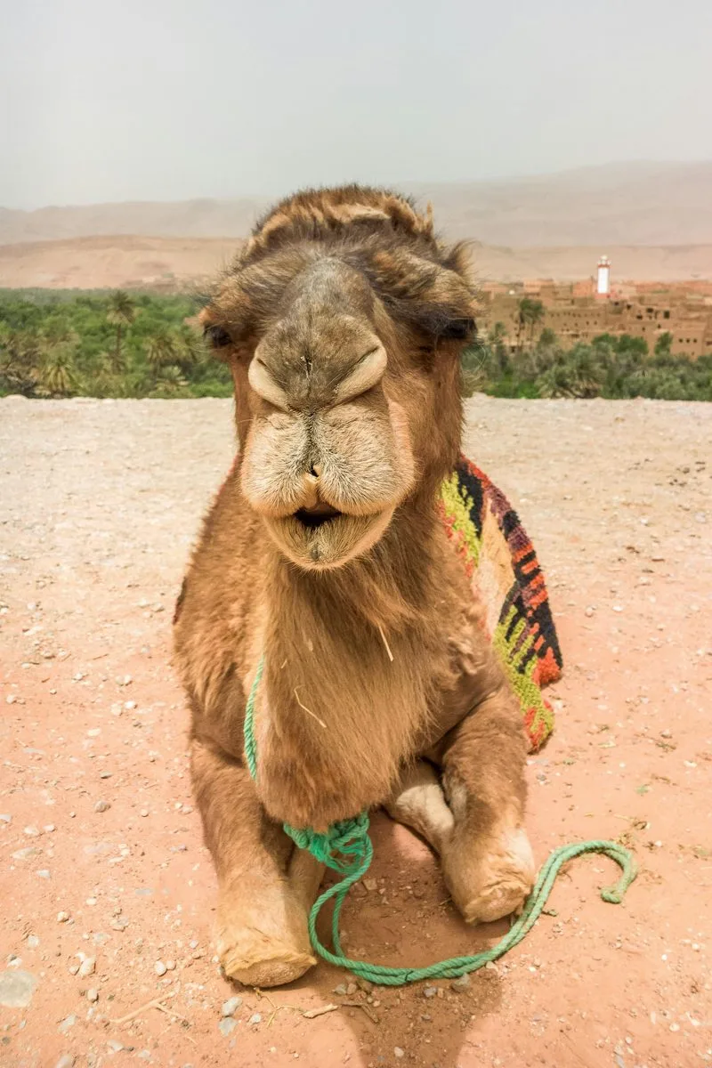 Hotel Le Grand Atlas Mirleft, Maroc — Photo activité Le Grand Atlas