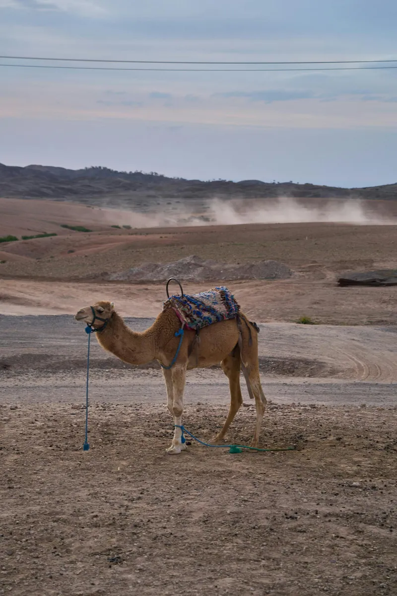 Hotel Le Grand Atlas Mirleft, Maroc — Photo activité Le Grand Atlas