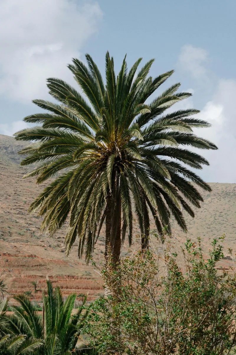 Hotel Le Grand Atlas Mirleft, Maroc — Photo activité Le Grand Atlas